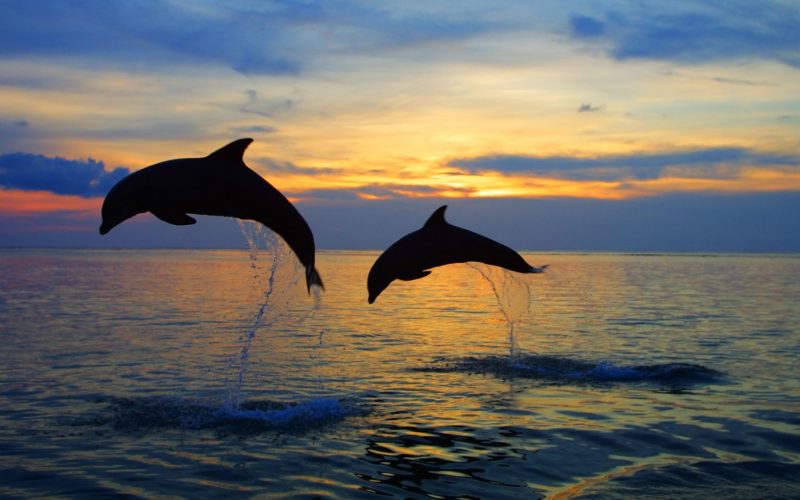 dolphin dolphin